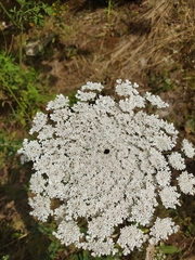 Daucus carota maximus