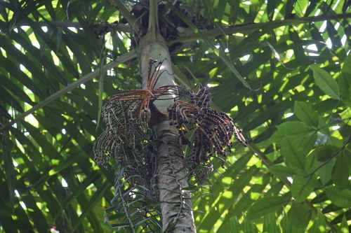 Pinanga andamanensis · iNaturalist