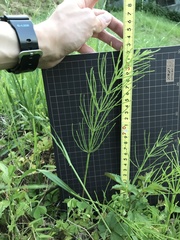 Equisetum arvense