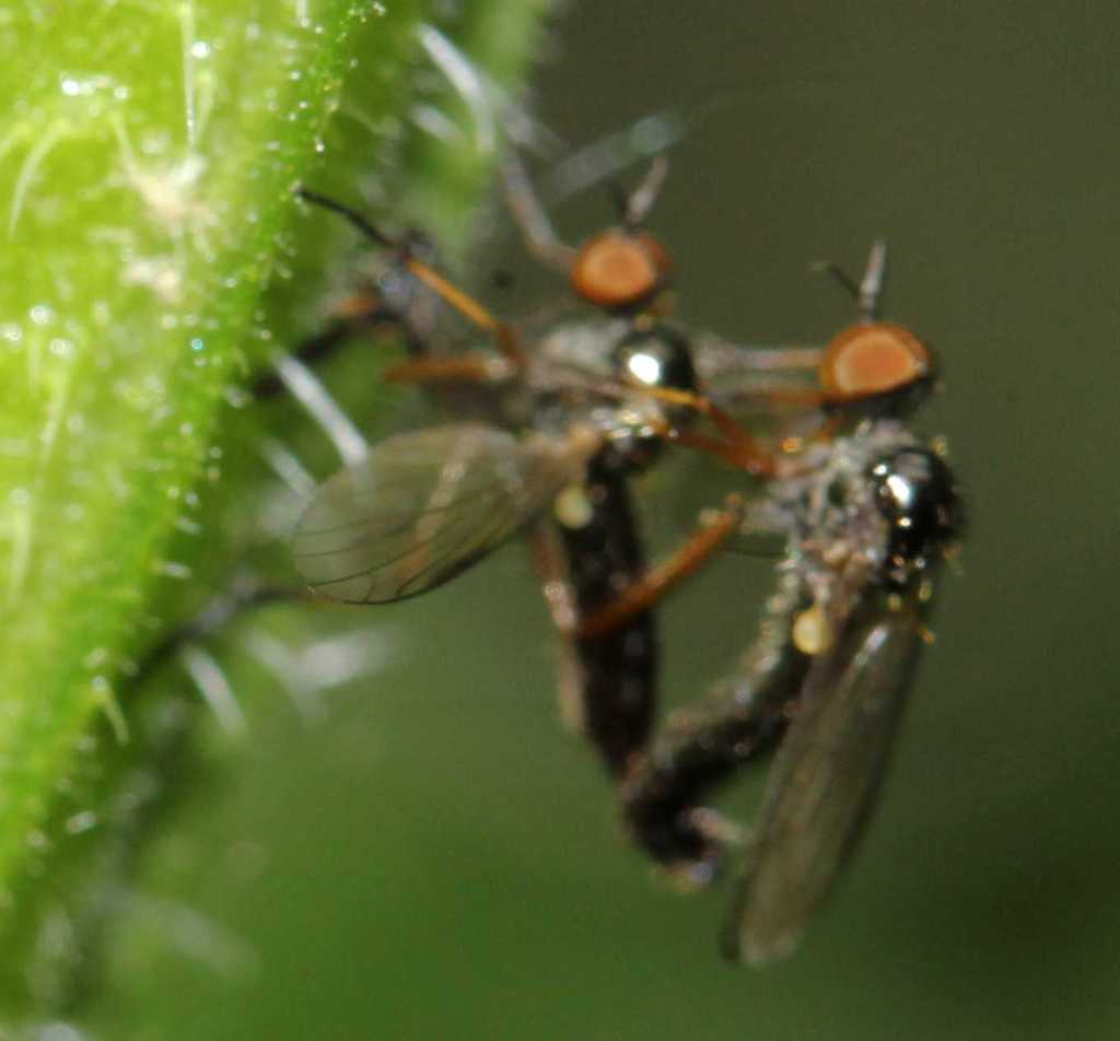 Empis nigritarsis