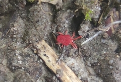 Trombidium holosericeum