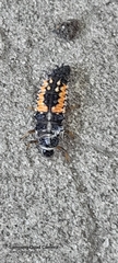 Harmonia axyridis