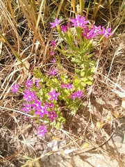 Centaurium erythraea suffruticosum