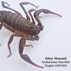 Androctonus liouvillei