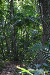 Pinanga andamanensis