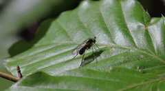 Dolichopus nigricornis