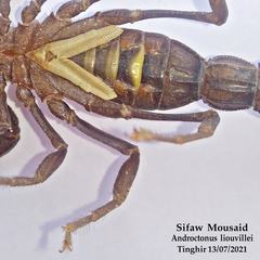 Androctonus liouvillei