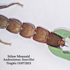 Androctonus liouvillei