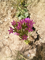 Centaurium erythraea suffruticosum