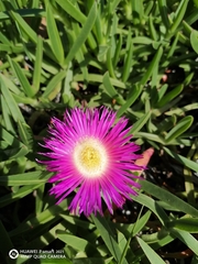 Carpobrotus dimidiatus