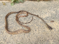 Boiga cynodon