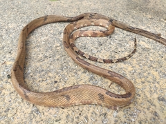 Boiga cynodon