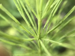 Equisetum arvense