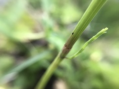 Equisetum arvense