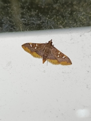 Prophantis