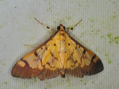 Syllepte fabiusalis