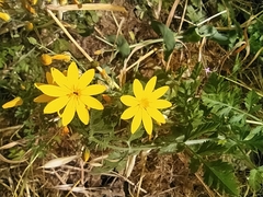 Blackstonia grandiflora