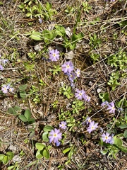 Primula mistassinica