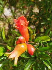 Punica granatum