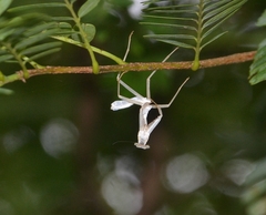 Hierodula tenuidentata