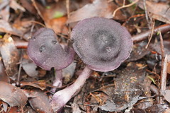Cortinarius kioloensis