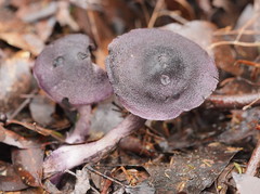 Cortinarius kioloensis