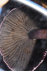 Cortinarius kioloensis