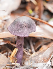 Cortinarius kioloensis
