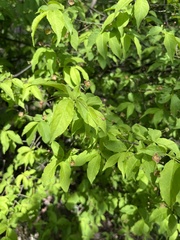 Euonymus verrucosus