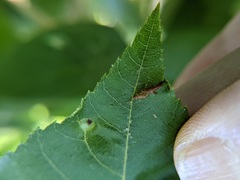 Phylloxera caryaevenae