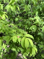 Euonymus verrucosus