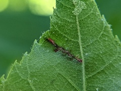 Phylloxera caryaevenae
