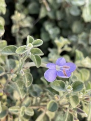 Barleria heterotricha