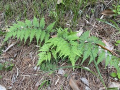 Athyrium niponicum