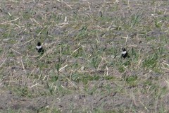 Turdus torquatus torquatus