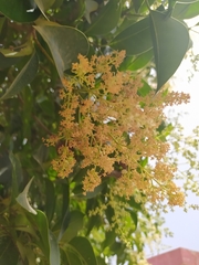 Ligustrum lucidum