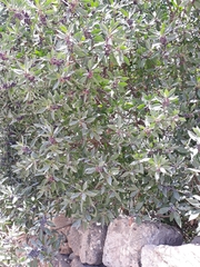 Myoporum