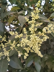 Ligustrum lucidum