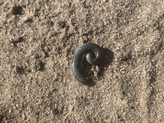 Rossiulus kessleri