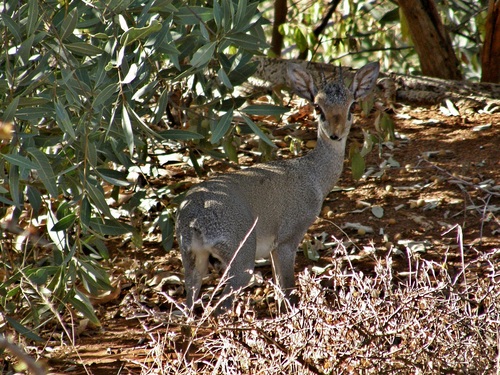 Günther's Dik-dik