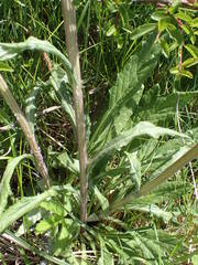 Tephroseris helenitis helenitis