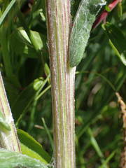 Tephroseris helenitis helenitis