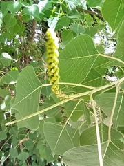 Triadica sebifera