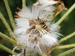 Tephroseris helenitis helenitis