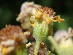 Tephroseris helenitis helenitis