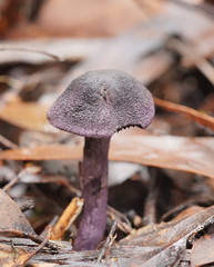Cortinarius kioloensis