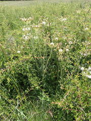 Tephroseris helenitis helenitis