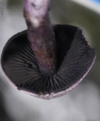 Cortinarius kioloensis