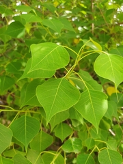 Triadica sebifera