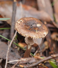Amanita cinereoannulosa